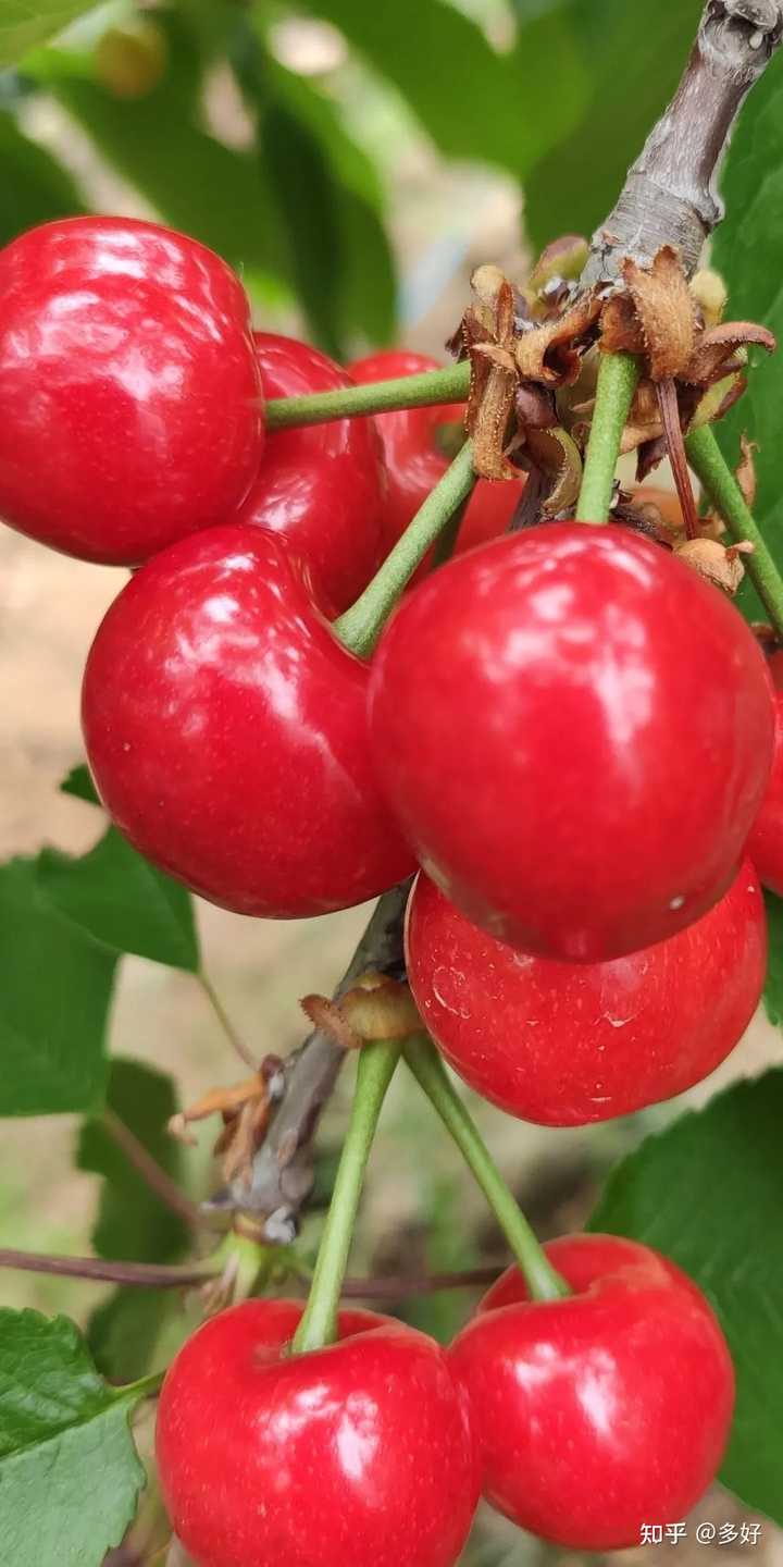 最新樱桃品种大揭秘🍒