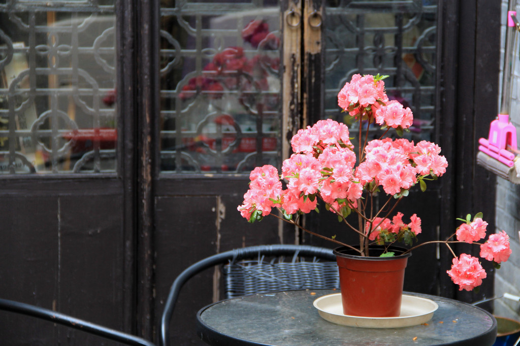 桃花朵朵开最新一期，巷弄中的秘密小店