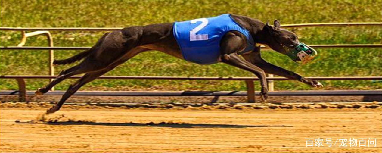 7777788888新版跑狗,实证分析详细枕_声学版81.514