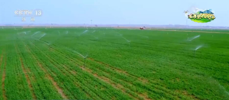 阜阳小麦最新行情，变化中的希望与力量的源泉