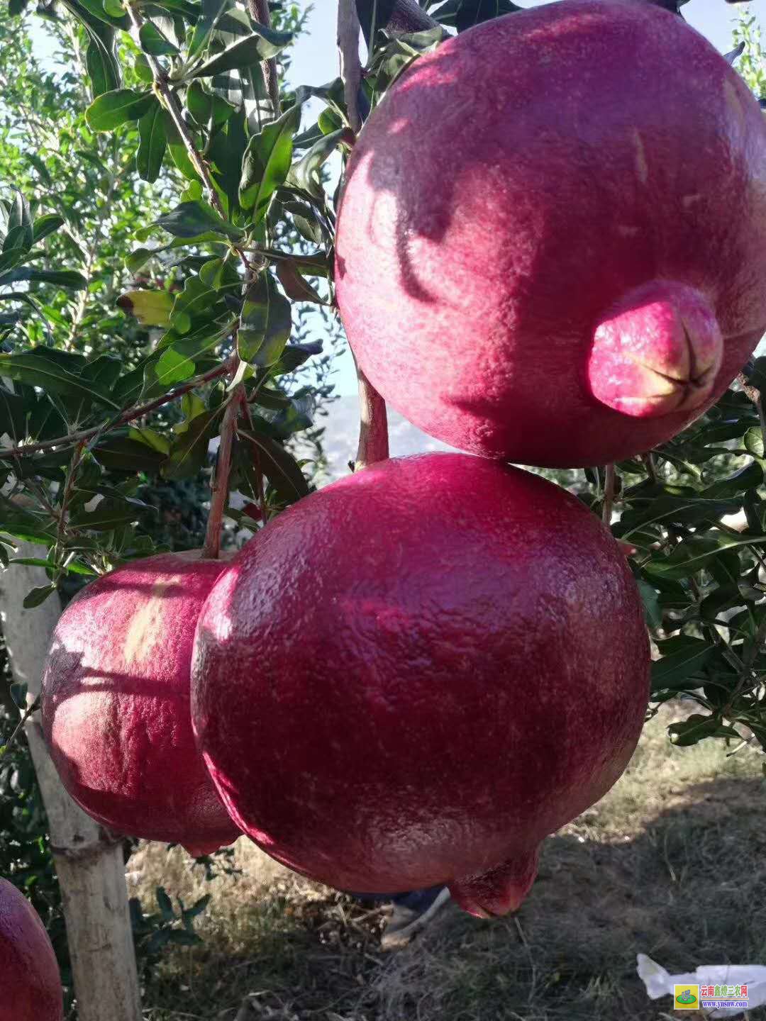 石榴最新价格，一颗石榴如何引领你走向自信与成就之路