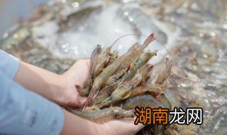 河虾什么时候上市？科技带你探索新鲜美味的新纪元！