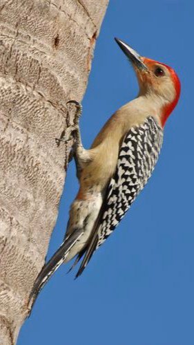 啄木鸟最新资源，探索与解析