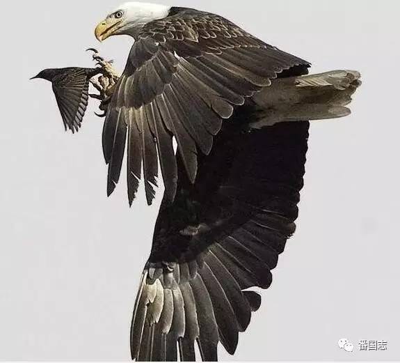 老鹰最新资源，翱翔在知识的海洋，自信与成就并存