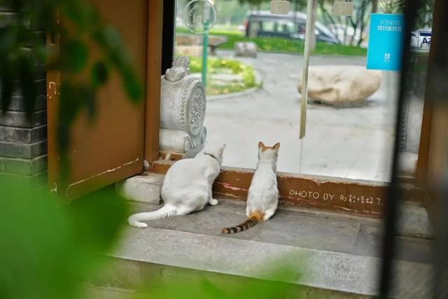 超级最新领养，小巷中的特色小店探秘