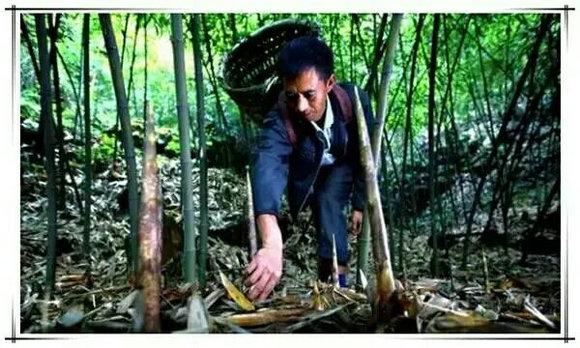 最新挖毛笋🌱，竹笋大发现！🎉