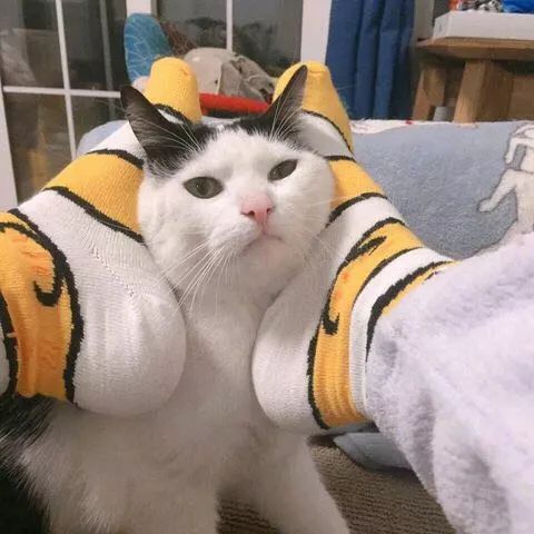 猫咪头像最新，一种流行的文化现象